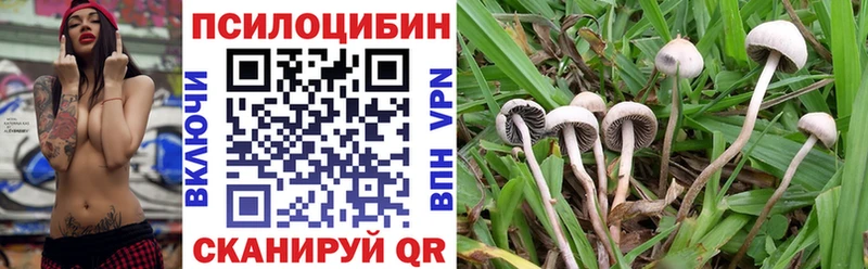 купить наркотик  Подольск  Галлюциногенные грибы Psilocybe 